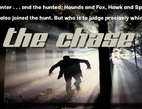 The Cat’s Meow by The Chase